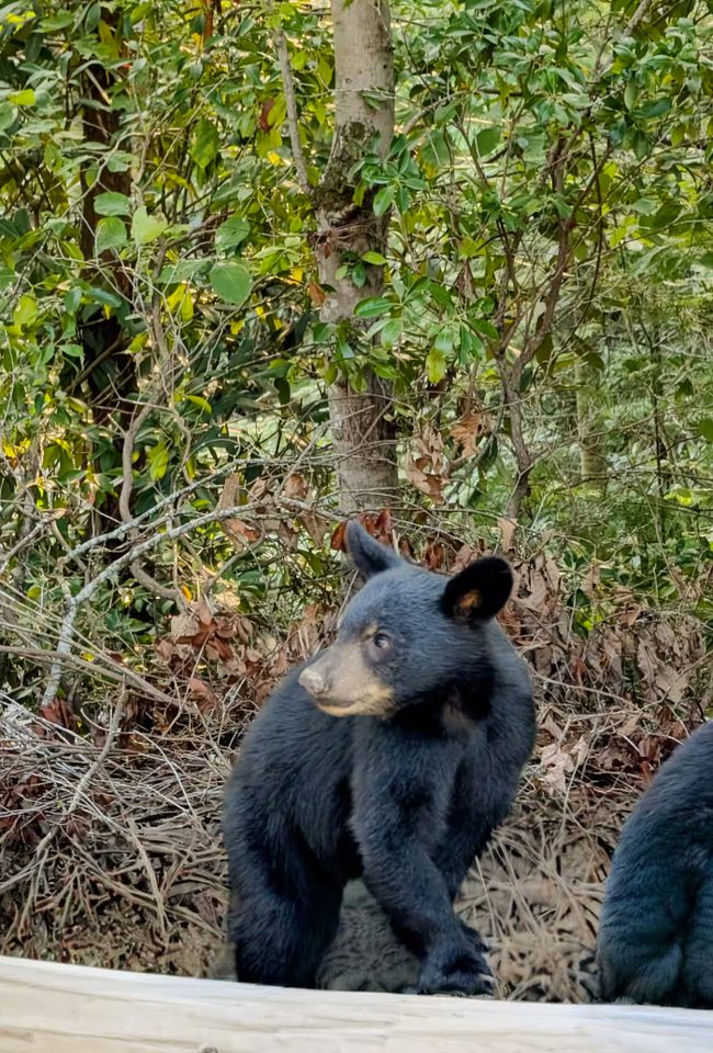 A young black bear standing in undergrowth near the property